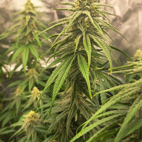 Purple Queen RQS growlog timeline photo