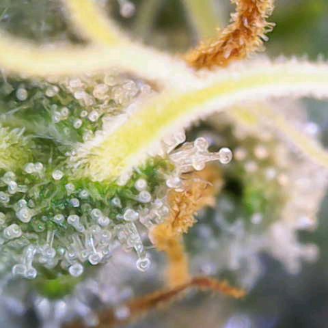 Purple Queen RQS growlog timeline photo