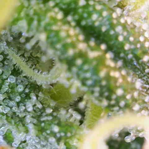 Purple Queen RQS growlog timeline photo