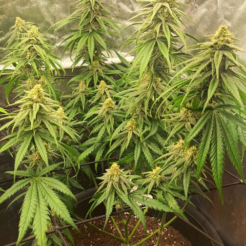 Purple Queen RQS growlog timeline photo
