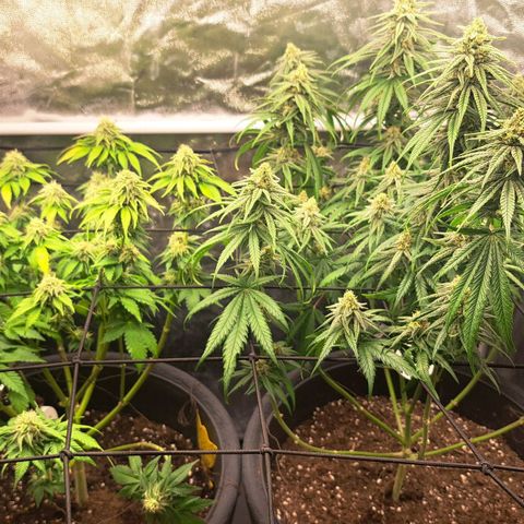 Purple Queen RQS growlog timeline photo