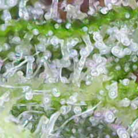 Purple Queen RQS growlog timeline photo