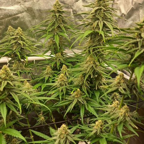 Purple Queen RQS growlog timeline photo