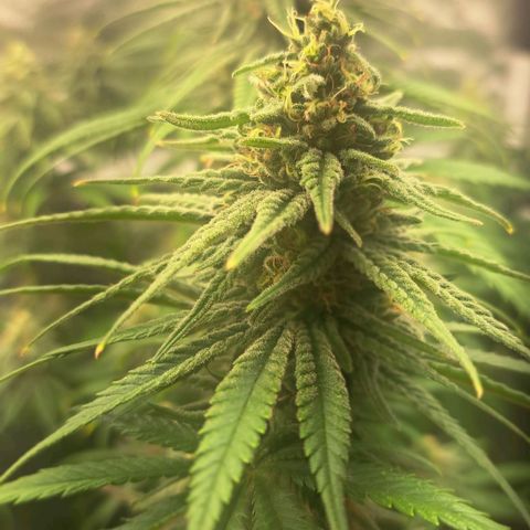 Purple Queen RQS growlog timeline photo
