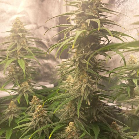 Purple Queen RQS growlog timeline photo