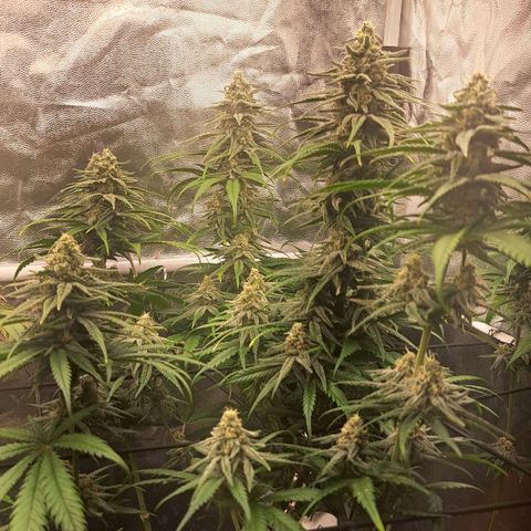 Purple Queen RQS growlog timeline photo