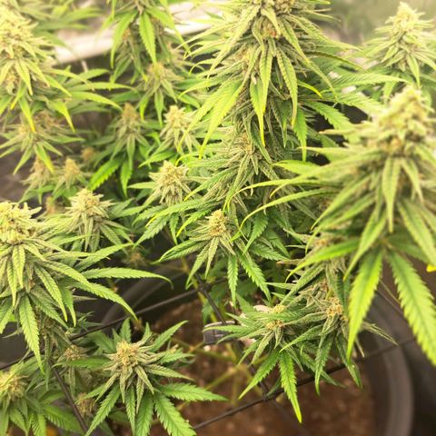 Purple Queen RQS growlog timeline photo