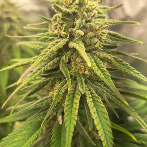 Purple Queen RQS growlog timeline photo