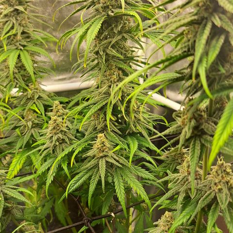 Purple Queen RQS growlog timeline photo