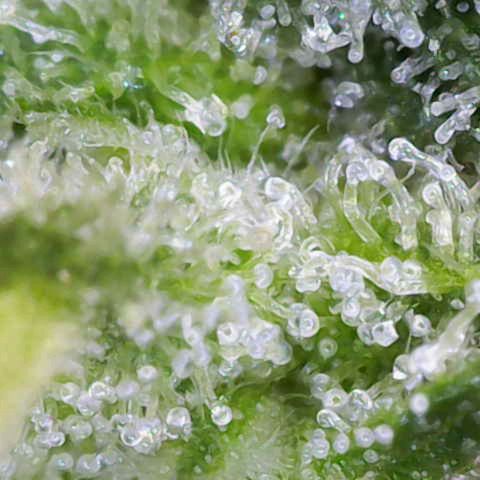 Purple Queen RQS growlog timeline photo