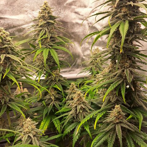 Purple Queen RQS growlog timeline photo