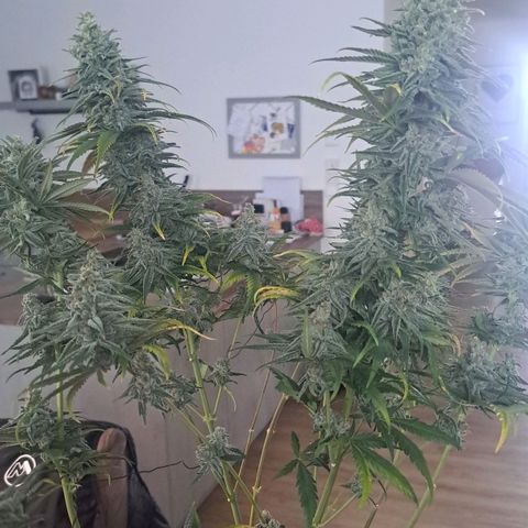 Purple Queen RQS growlog timeline photo