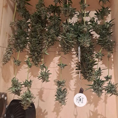 Purple Queen RQS growlog timeline photo