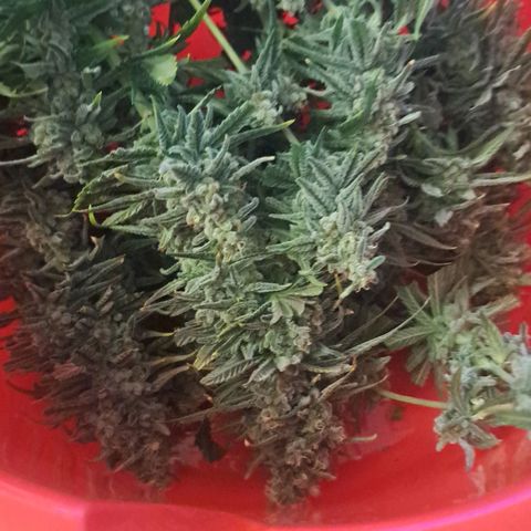 Purple Queen RQS growlog timeline photo