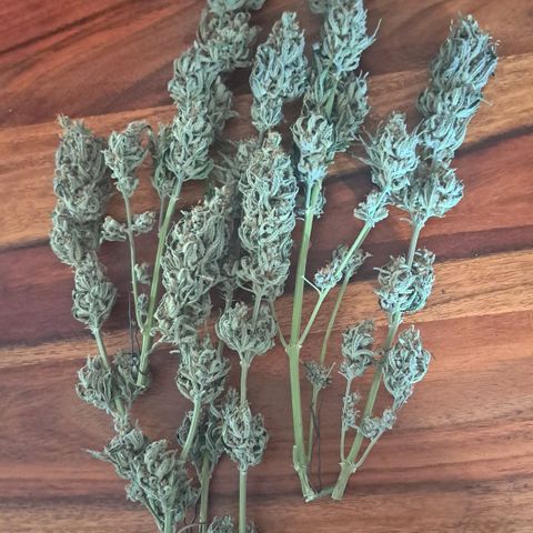 Purple Queen RQS growlog timeline photo
