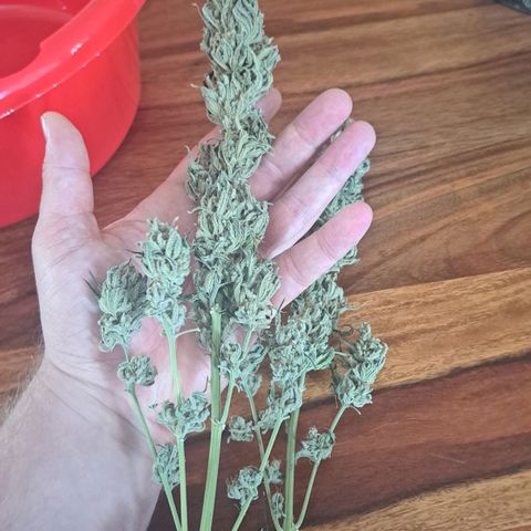Purple Queen RQS growlog timeline photo