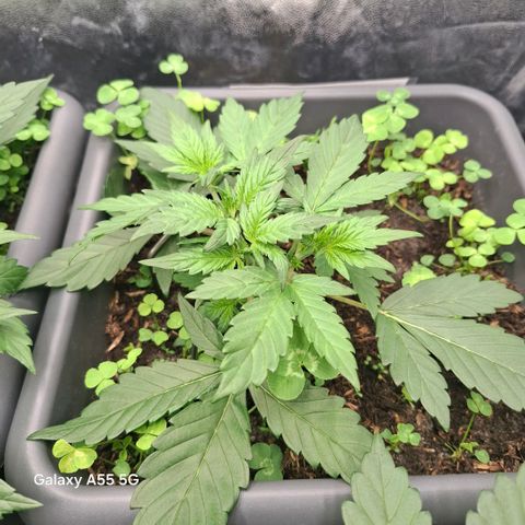 420FastBuds Banana Purple Punch  growlog timeline photo