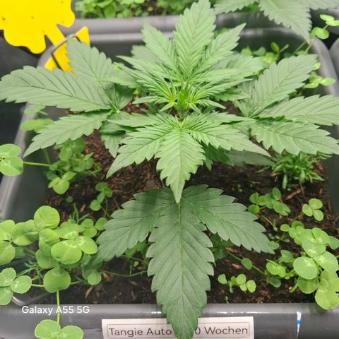 420FastBuds Tangie growlog timeline photo