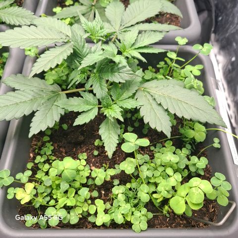 420FastBuds Ztrawberriez  growlog timeline photo