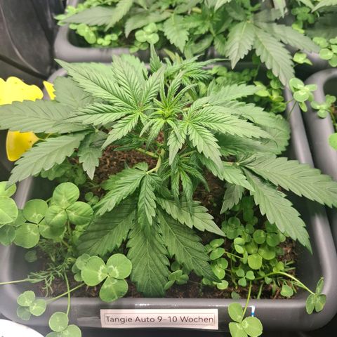 420FastBuds Tangie growlog timeline photo