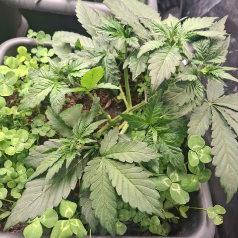 420FastBuds Ztrawberriez  growlog timeline photo