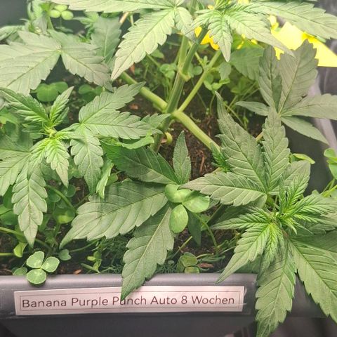 420FastBuds Banana Purple Punch  growlog timeline photo