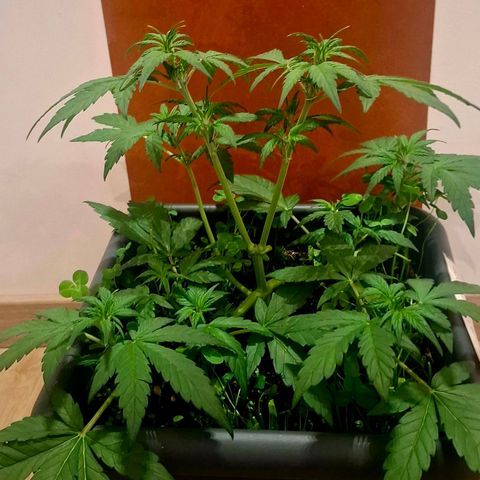 420FastBuds Banana Purple Punch  growlog timeline photo