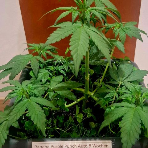420FastBuds Banana Purple Punch  growlog timeline photo