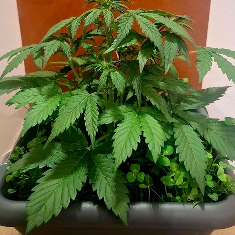 420FastBuds Tangie growlog timeline photo