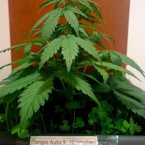 420FastBuds Tangie growlog timeline photo
