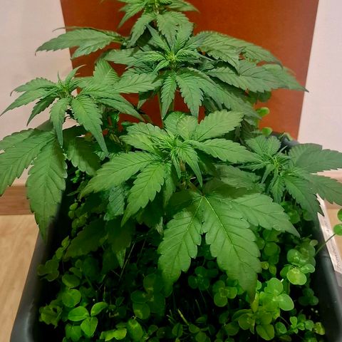 420FastBuds Ztrawberriez  growlog timeline photo