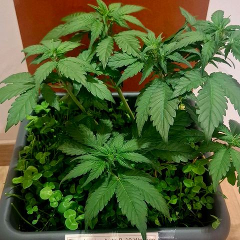 420FastBuds Ztrawberriez  growlog timeline photo