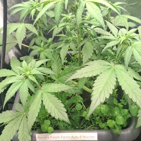 420FastBuds Banana Purple Punch  growlog timeline photo