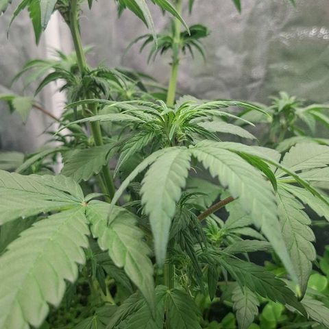 420FastBuds Banana Purple Punch  growlog timeline photo