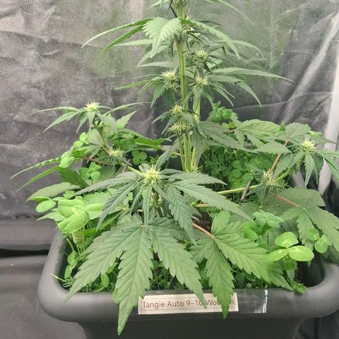 420FastBuds Tangie growlog timeline photo