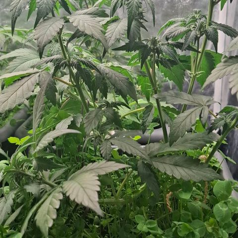 420FastBuds Ztrawberriez  growlog timeline photo