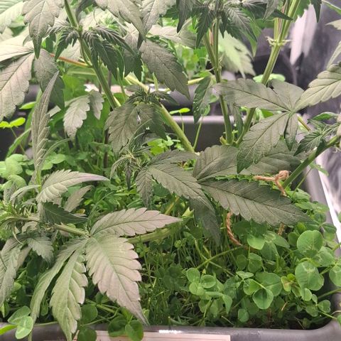420FastBuds Ztrawberriez  growlog timeline photo