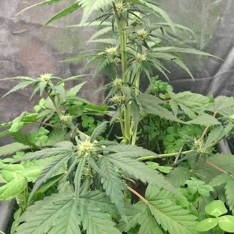 420FastBuds Tangie growlog timeline photo