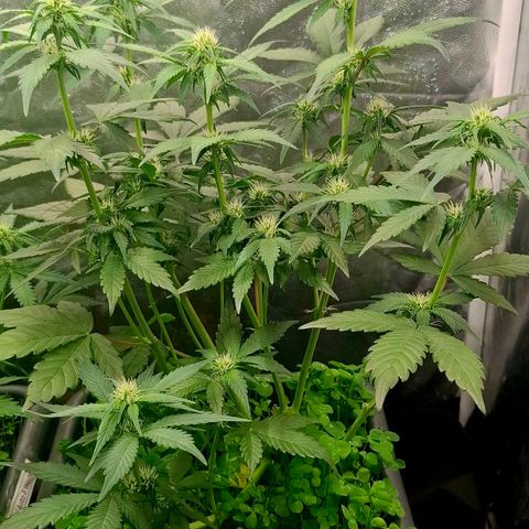 420FastBuds Ztrawberriez  growlog timeline photo