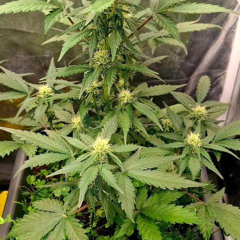 420FastBuds Tangie growlog timeline photo