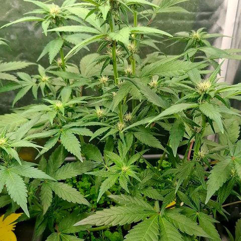 420FastBuds Banana Purple Punch  growlog timeline photo