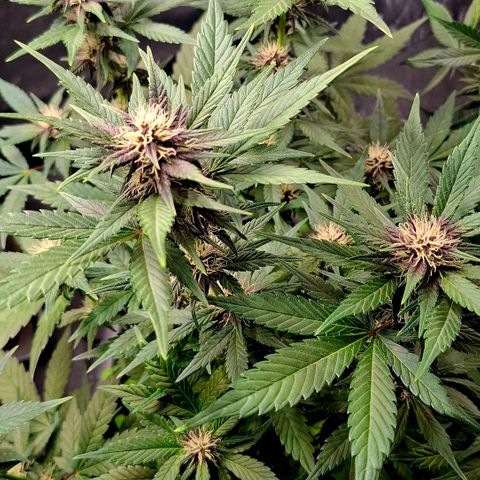 420FastBuds Banana Purple Punch  growlog timeline photo