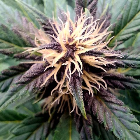 420FastBuds Banana Purple Punch  growlog timeline photo
