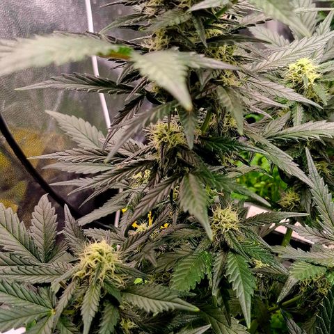 420FastBuds Tangie growlog timeline photo