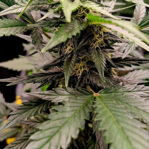 420FastBuds Tangie growlog timeline photo