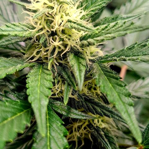 420FastBuds Tangie growlog timeline photo