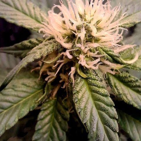 420FastBuds Ztrawberriez  growlog timeline photo