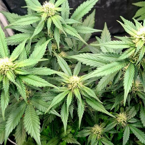420FastBuds Ztrawberriez  growlog timeline photo