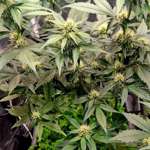 420FastBuds Ztrawberriez  growlog timeline photo