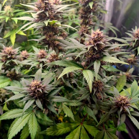 420FastBuds Banana Purple Punch  growlog timeline photo